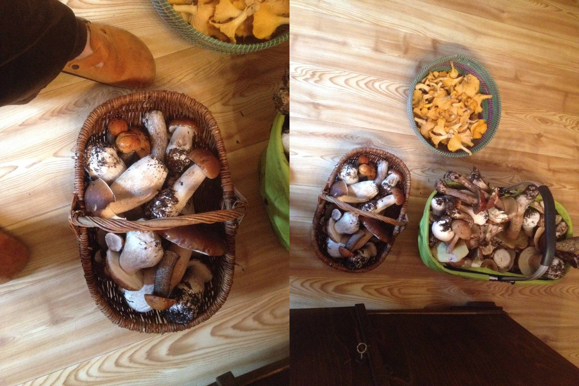 Escursione di successo attraverso la foresta: abbondante raccolto di funghi